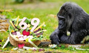 The World's Oldest Gorilla Turns 69 in Berlin Zoo