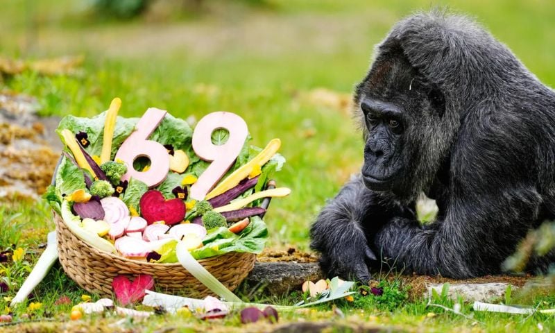 The World's Oldest Gorilla Turns 69 in Berlin Zoo