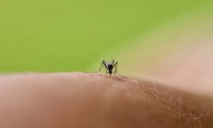 Mosquito