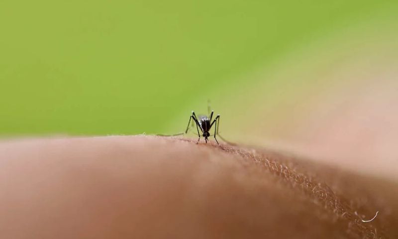 Mosquito