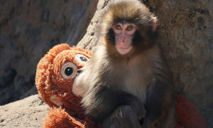 Japan Monkey