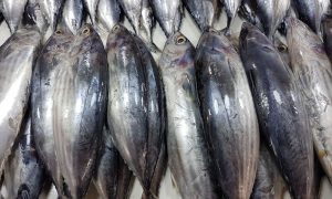 Tuna