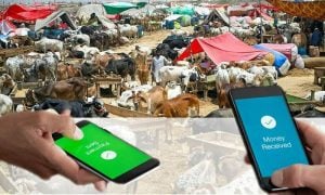 sbp cashless canva