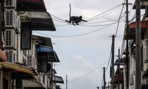 In Malaysia, sky bridges and citizen science helps endangered langurs