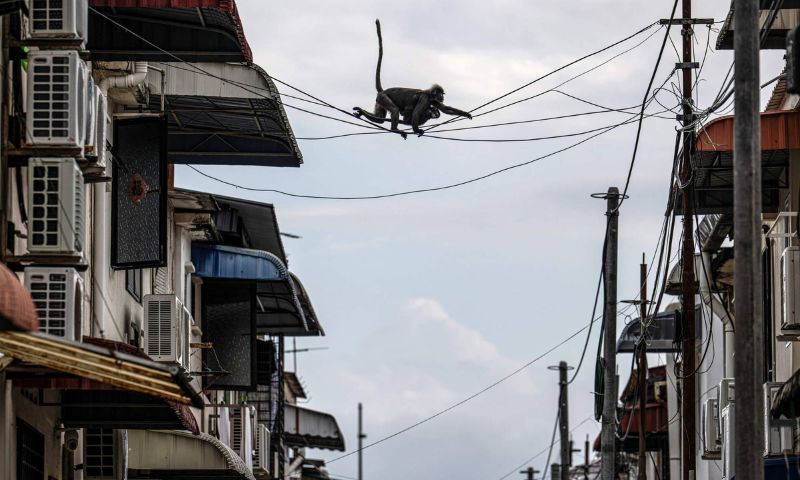 In Malaysia, sky bridges and citizen science helps endangered langurs