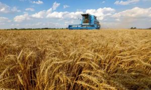 Pakistan Revises Wheat Production Target Downward Amid Climate Pressures