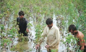 Pakistan Agriculture Grows 2.89% Despite Floods, Cotton Slump