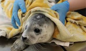 Baby Seals