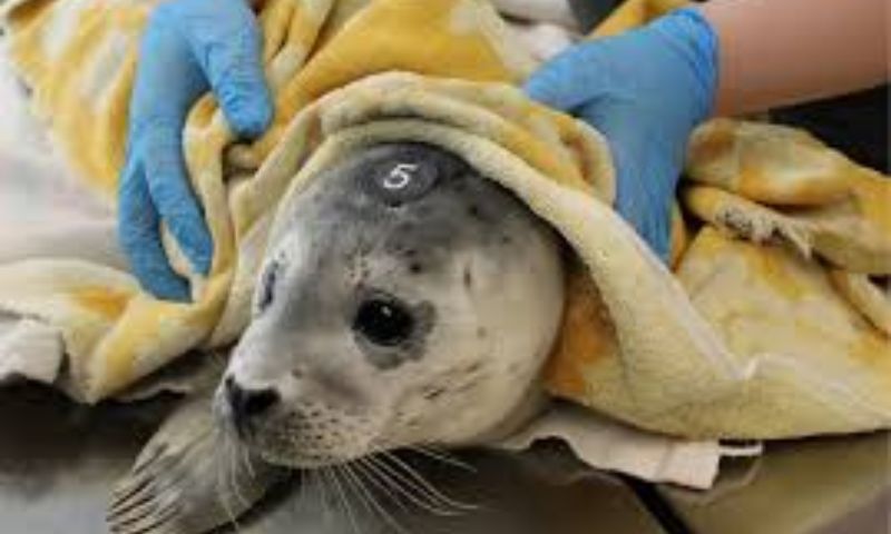 Baby Seals