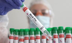 Australia Reports First Case of Highly Pathogenic H5 Bird Flu Variant