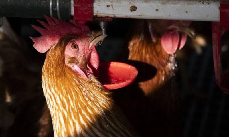 H5 Bird Flu