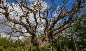 Major Oak