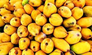 Nepal Imposes Complete Ban on Indian Mango Imports Over Food Safety Concerns
