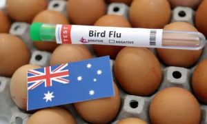 Bird Flu