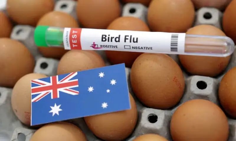 Bird Flu