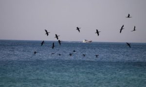 Hormuz
