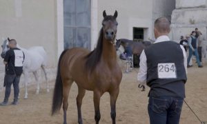 Palestinian, Watch: Palestinians Keep Horse Culture Alive Against All Odds