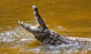 Crocodile