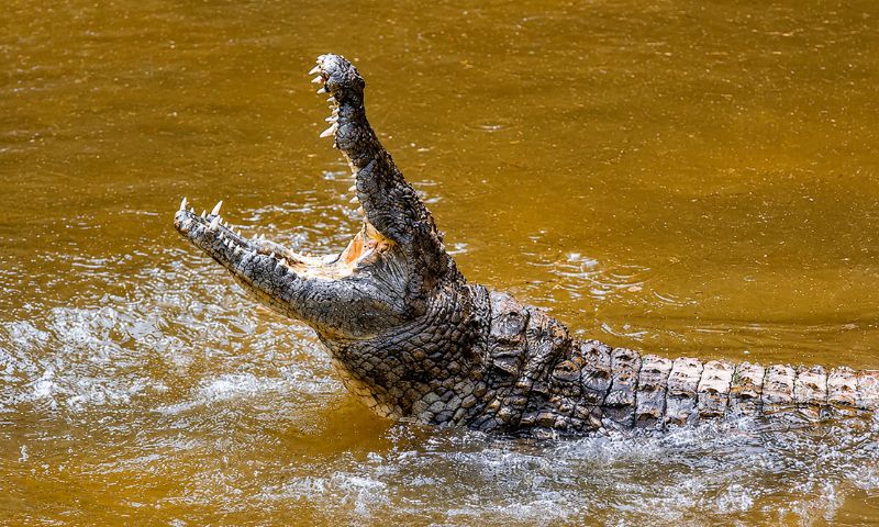 Crocodile