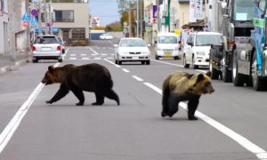 Japan 7