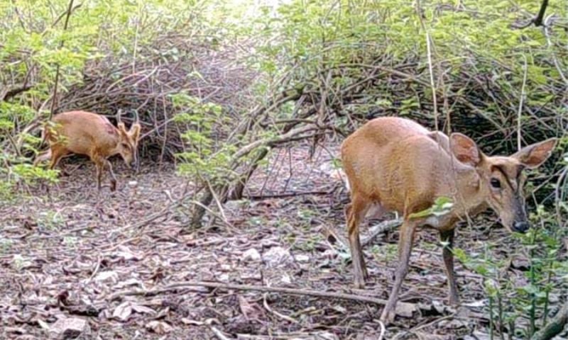 Margalla 2