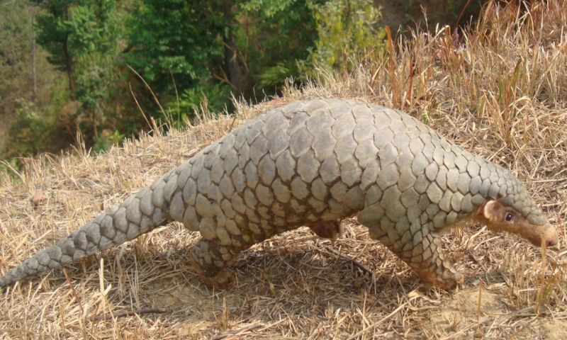 Margalla 3
