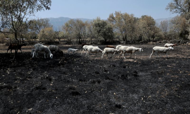 Spain Allows Wildfire Evacuees to Return But France Fears Flames Spreading