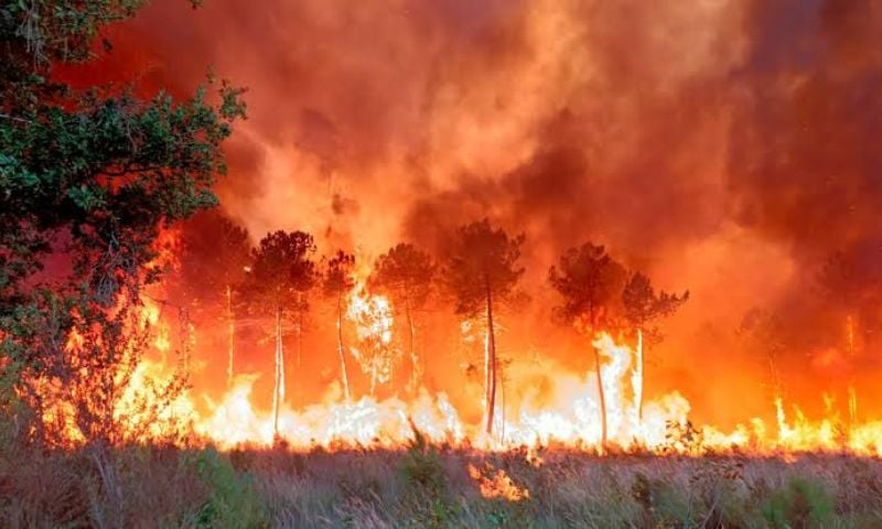 Wildfires Rage Across Europe as Heat, Drought Fuel Record Fire Risk
