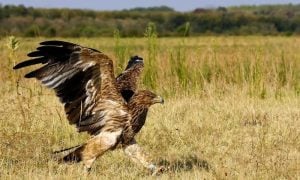 Serbian Eagle