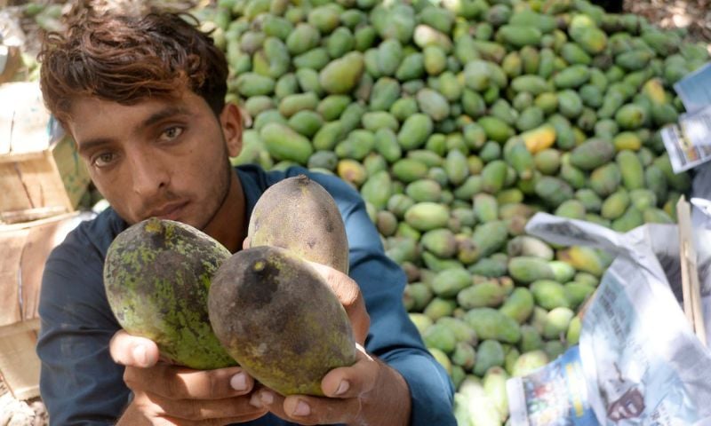 Mango 03