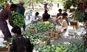The Last Straw: Disease and Trade Shocks Hit Pakistan’s Mango Crop