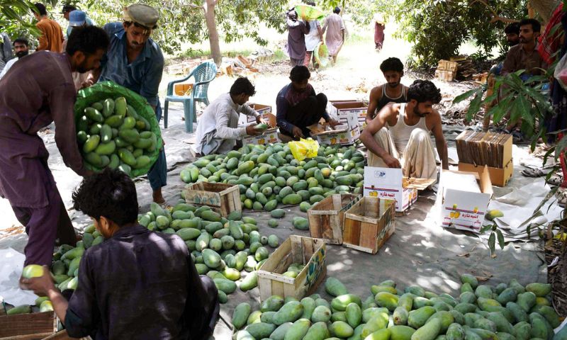 The Last Straw: Disease and Trade Shocks Hit Pakistan’s Mango Crop