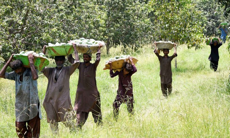 The Last Straw: Disease and Trade Shocks Hit Pakistan’s Mango Crop