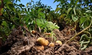 Too Small for Fries: Drought Shrinks Belgian Potatoes