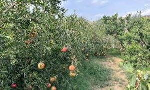 Pomegranate Season Boosts Tourism in Saudi Arabia's Taif