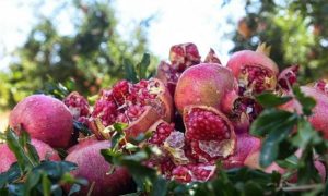 Pomegranate Season Boosts Tourism in Saudi Arabia's Taif