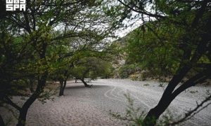 Saudi Arabia's Wadi Haras Emerges as Lush Natural Retreat in Najran's Highlands