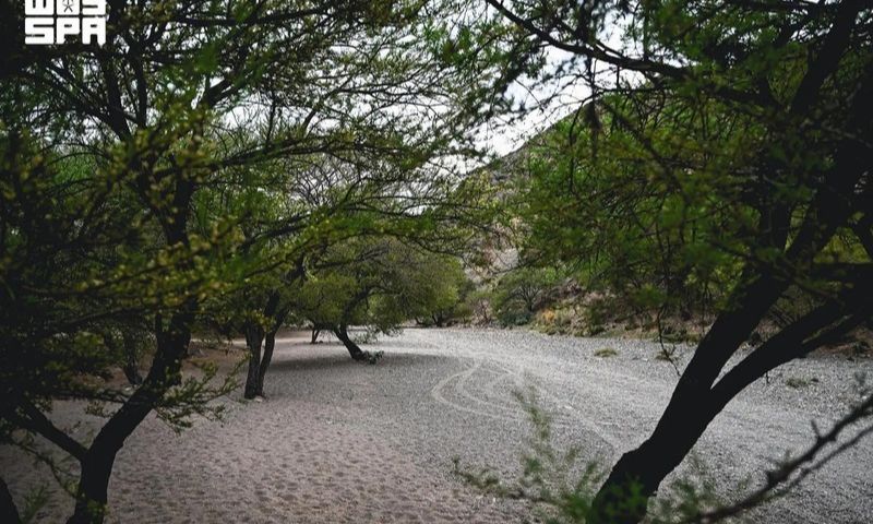 Saudi Arabia's Wadi Haras Emerges as Lush Natural Retreat in Najran's Highlands