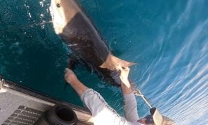 Shark