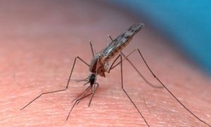 Two German Airport Workers Die of Malaria from Mosquito on Plane