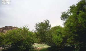 Saudi Arabia's Wadi Haras Emerges as Lush Natural Retreat in Najran's Highlands