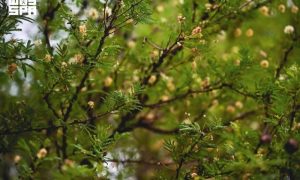 Saudi Arabia's Wadi Haras Emerges as Lush Natural Retreat in Najran's Highlands