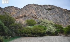 Saudi Arabia's Wadi Haras Emerges as Lush Natural Retreat in Najran's Highlands