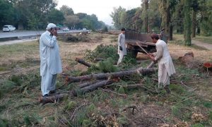 Axe at the Root: Pakistan’s Hazara Region Forests Face a 33m-Cubic-Foot Harvest
