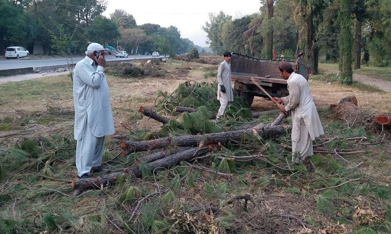 Axe at the Root: Pakistan’s Hazara Region Forests Face a 33m-Cubic-Foot Harvest