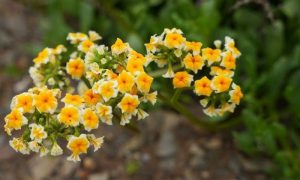 After Intense August Rains, Chile's Atacama Desert Bursts into Bloom