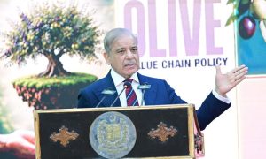pm olive canva