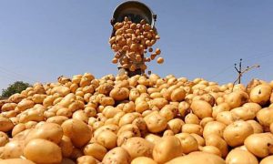 potato canva
