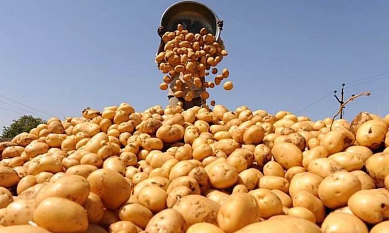 potato canva