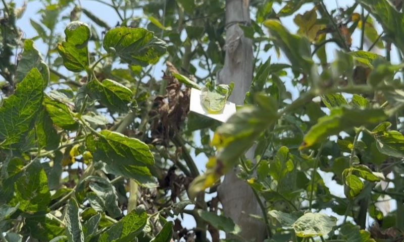 Nature’s Tiny Warriors Offer Pakistan Farmers an Alternative to Pesticides